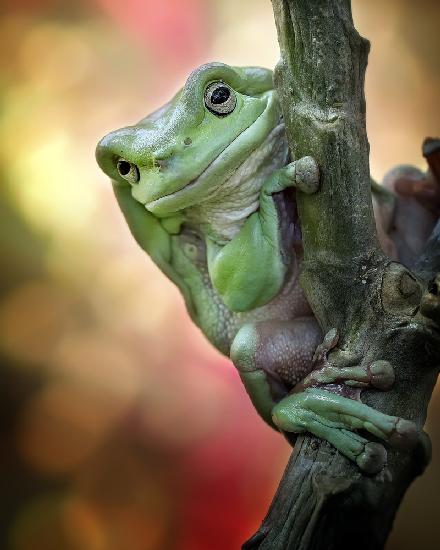Big Fat Cute Tree Frog