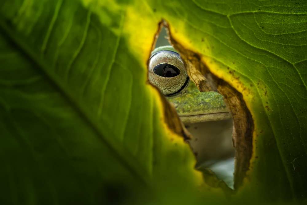 Peeking Frog od Fauzan Maududdin