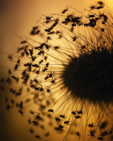 Silhouette of The Baby Spiders