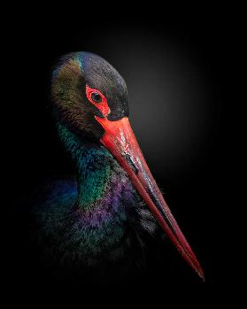 The Black Stork