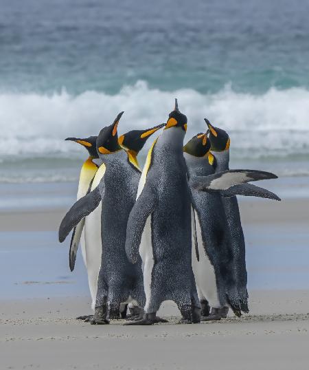 Penguins‘ Group Dancing