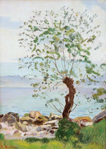 Willow at the Lake od Ferdinand Hodler