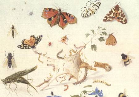 Study of Insects, Flowers and Fruits od Ferdinand van Kessel