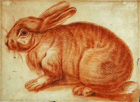A Rabbit od Flemish School