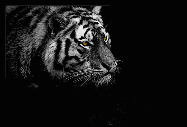 Tiger hunting od Flemming Jacobsen