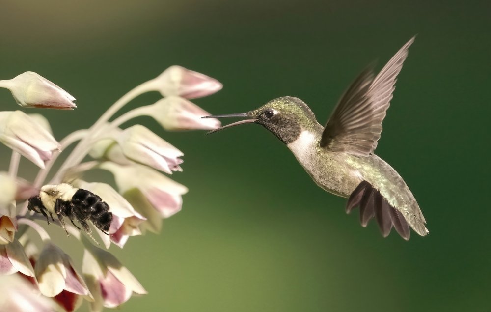 hummingbird in action od Flora Rao