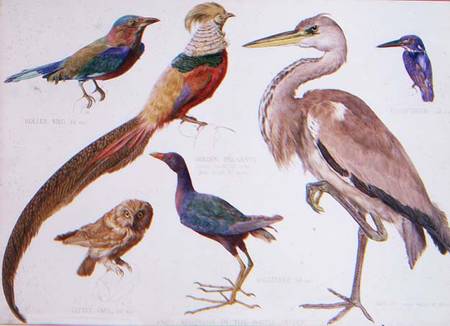 Studies of Birds from the Bootle Museum, Liverpool od Florence Emily Bark