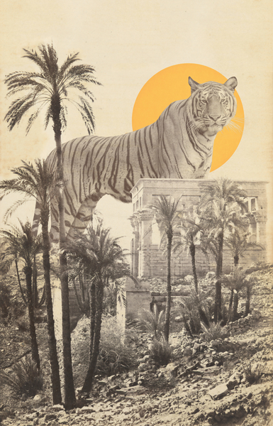Giant Tiger in Ruins and Palms od Florent Bodart