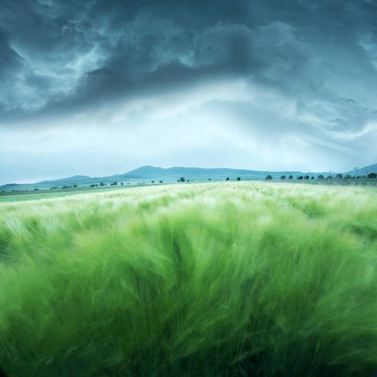 Barley Field od Floriana Barbu