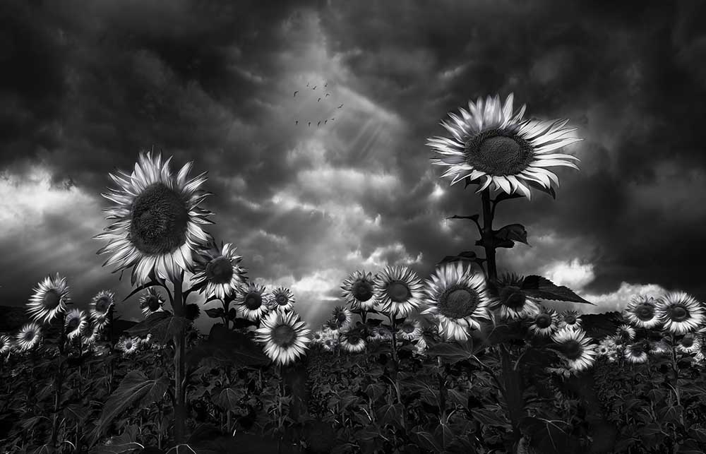 Sunflowers od Fran Osuna