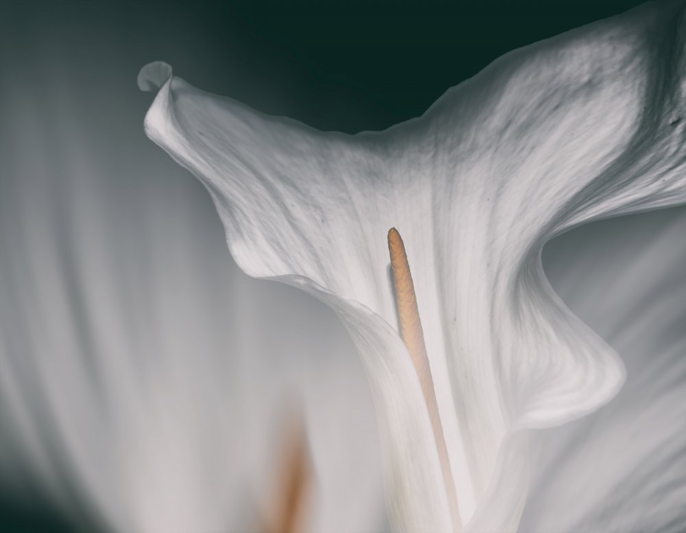 Flower calla od Francesca Ferrari
