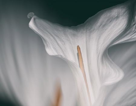 Flower calla