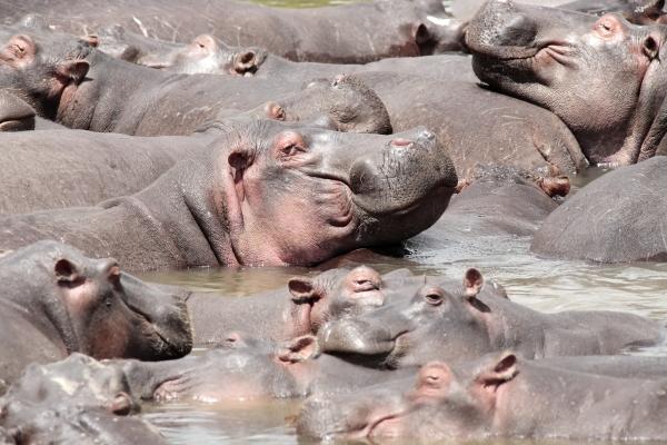 happy Hippopotamus od Franck Camhi