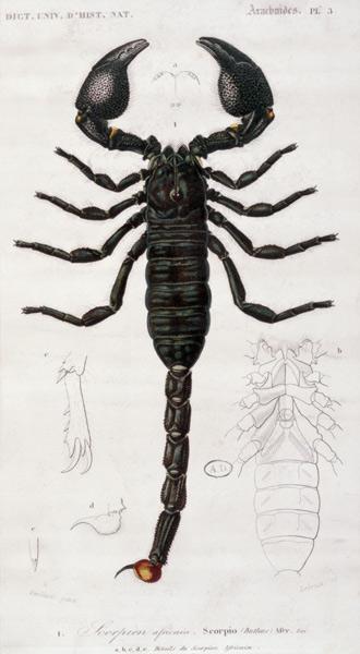 African Scorpion (Scorpio) (colour engraving)