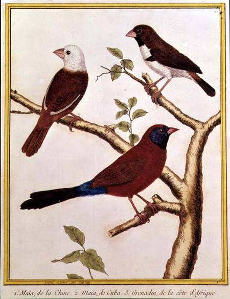 White-headed Munia, Double Coloured Seed Eater and Violet Eared Waxbill od Francois Nicolas Martinet