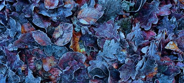 Frosty Leaves od FRANK DERNBACH