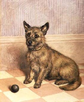 Waiting to Play, a Cairn terrier with a ball