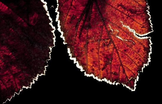 Blätter mit Raureif od Frank Rumpenhorst