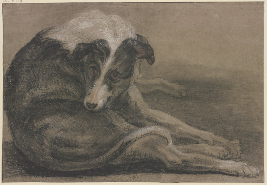 Greyhound, lying od Frans Snyders