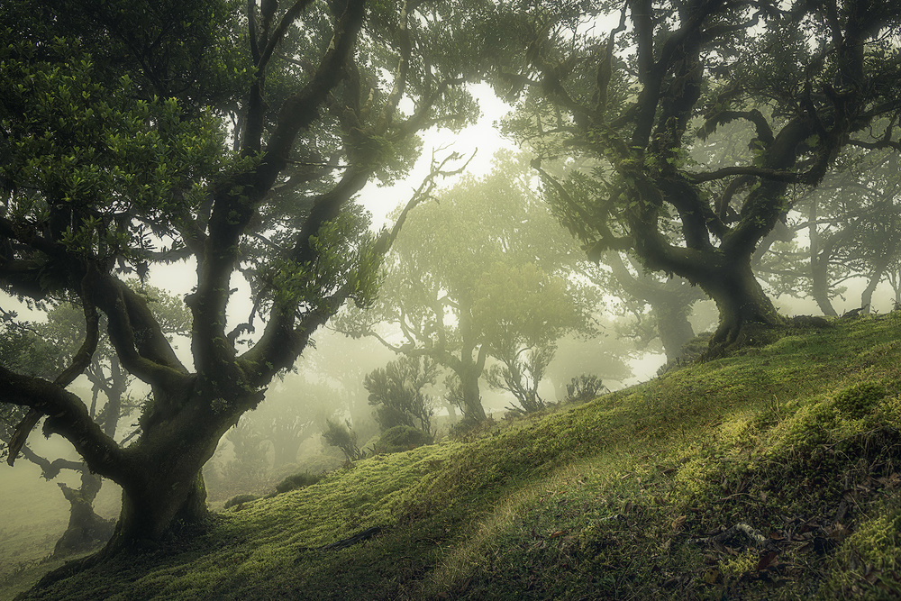 Enchanted Forest od Frans van der Boom