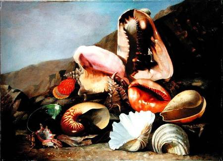 Still life of shells od Franz Anton von Scheidel