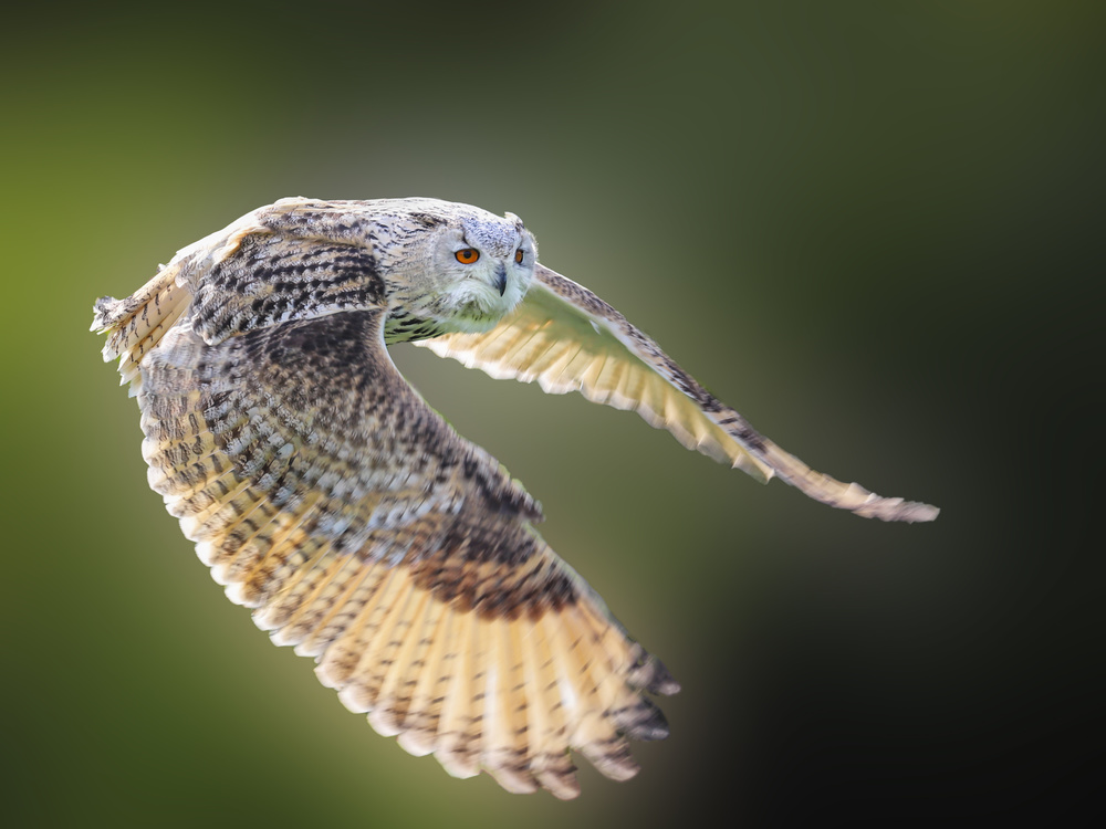 Flying Owl od Franz Baumann