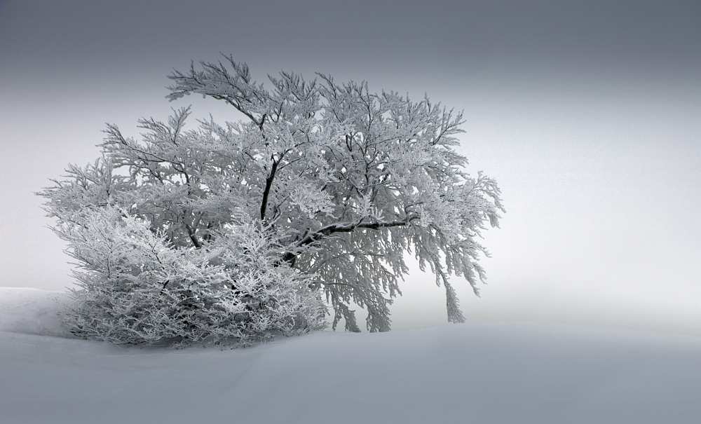 SNOW_BAUM od Franz Schumacher