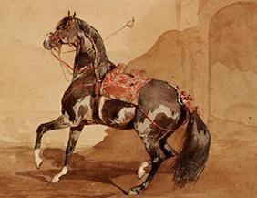 Arabian horse.