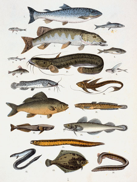 Bonefish and Acanth– opterygians od Französische Schule 19.Jh.
