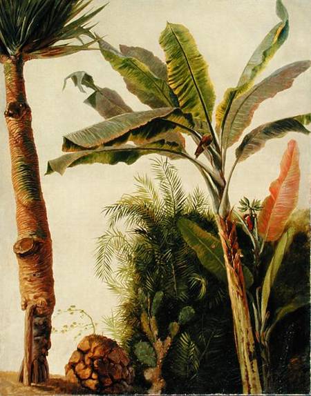 Banana Tree od Frederic Edwin Church