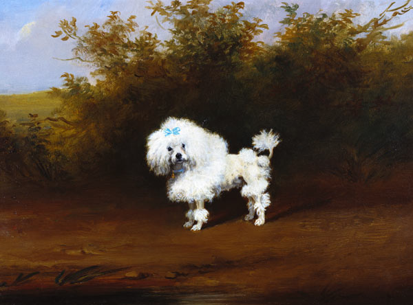 A Toy Poodle in a Landscape (board) od Frederick French