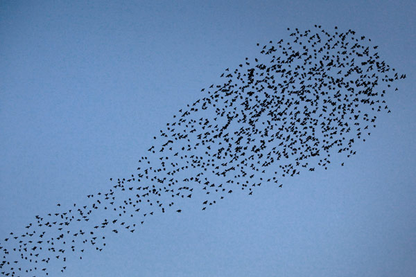 Tausende Stare fliegen am Himmel über Mainz od Fredrik Von Erichsen