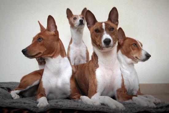 Basenji dogs od Fredrik Von Erichsen