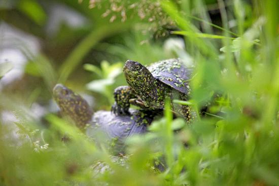 Sumpfschildkröten in der Pfalz od Fredrik Von Erichsen
