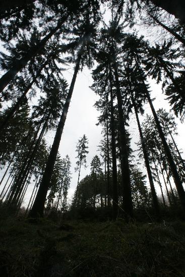 Wald in Rheinland-Pfalz od Fredrik Von Erichsen