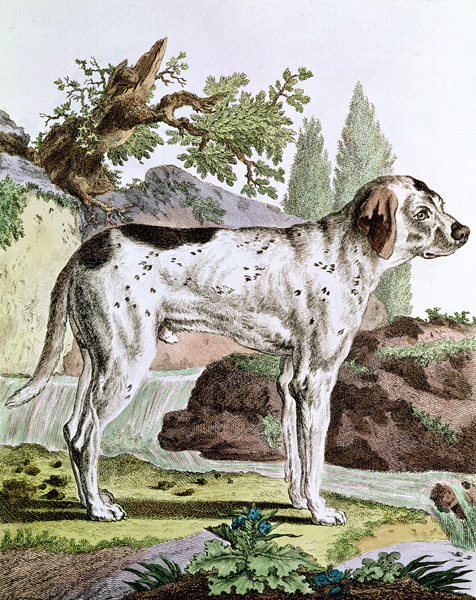 A Pointer, illustration from ''Histoire Naturelle'' Georges Louis Leclerc (1707-88) Count of Buffon, od French School