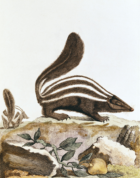 Skunk, from ''Histoire Naturelle'' Georges Louis Leclerc Buffon (1707-88) 1749-1804 od French School