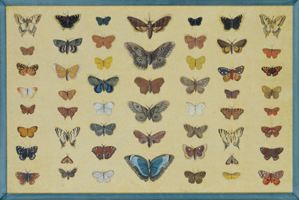 A collage of butterflies and moths including the Camberwell Beauty, the British Swallowtail, the Sca od French School