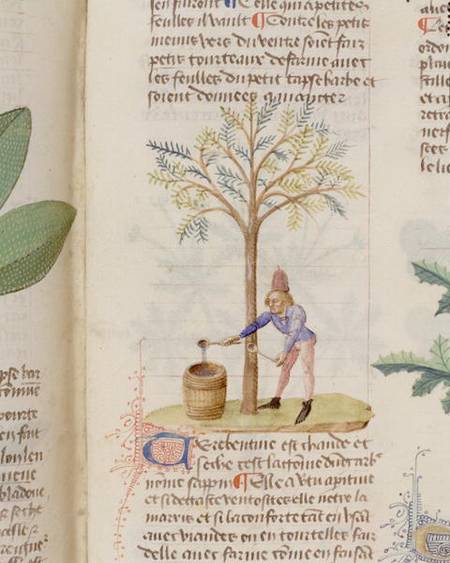Collecting Turpentine, from 'Grand Herbier' by Pedanius Dioscorides c.40-90 AD) od French School