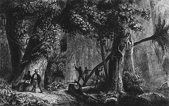 Forest Opening from ''Bresil, Columbie at Guyanes'', Ferdinand Denis and Cesar Famin 1839 od French School