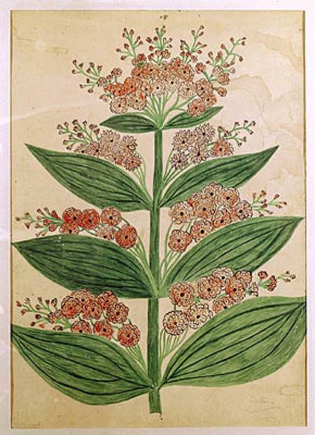 Gentian with imaginary flowers, plate from a seed merchants in Oisans od French School