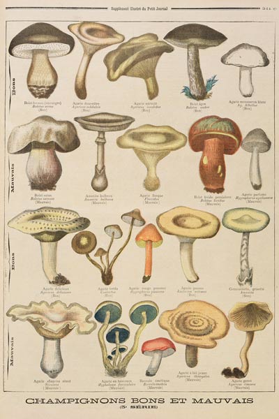 Good and bad mushrooms, illustration from the illustrated supplement of Le Petit Journal, 26th Octob od French School