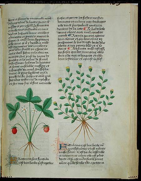 Strawberry Plant, from 'Grand Herbier' by Pedanius Dioscorides c.40-90 AD) od French School