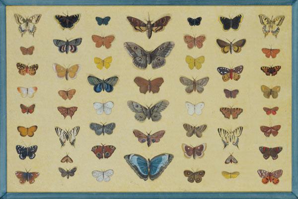 A collage of butterflies and moths including the Camberwell Beauty, the British Swallowtail, the Sca