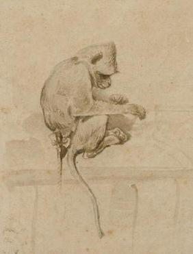 A Monkey (ink on paper)