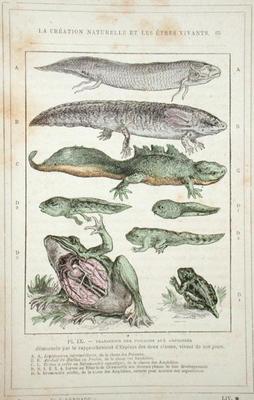 Transition of Fish into Amphibians, from a book by Dr. Rengade, c.1880 (engraving) od French School, (19th century)