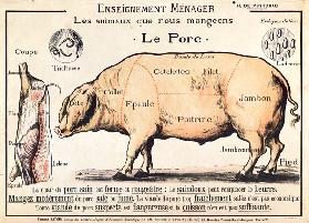 &#344;ezy vep&#345;ového, ilustrace z francouzký domácí v&#283;decký náuky od H. de Puytorac, vydal 