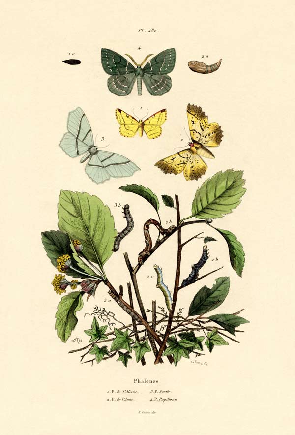 Butterflies od French School, (19th century)