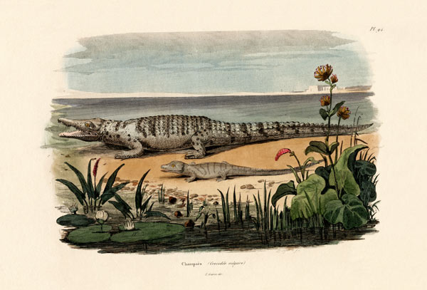Crocodiles od French School, (19th century)