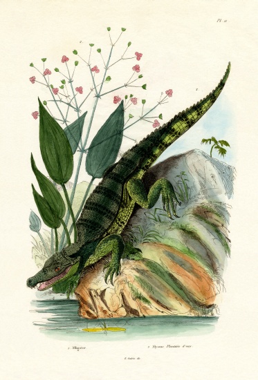 Alligator od French School, (19th century)